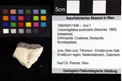 Foto (Objket + Etiketten) von Isopoda indet. 